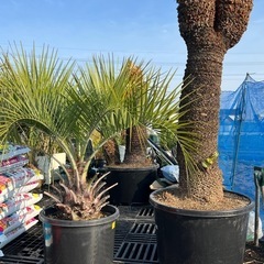 ソテツ2ヘッド❗️ココスヤシ🌴2鉢セット‼️
