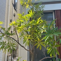 シェフレラ　コンパクタ　沖縄　特大の画像