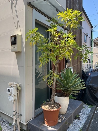 シェフレラ コンパクタ 沖縄 特大