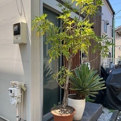 シェフレラ　コンパクタ　沖縄　特大の画像