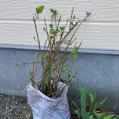 アナベル　大苗
