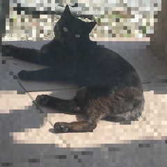 黒猫の雄です