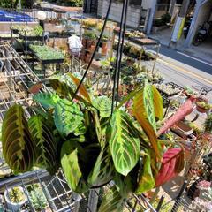 ｛売ります観葉植物｝マントヒヒの葉柄　マランタレウコネウラ