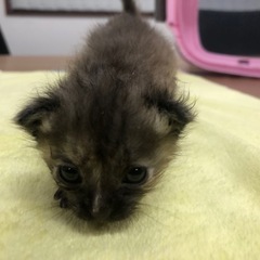 猫　サビ色　里親募集