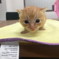 子猫　茶色　里親募集