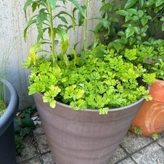 【お引取り先決定】大きめ植木鉢