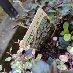 斑入りワイヤープランツ＆リシマキアの画像