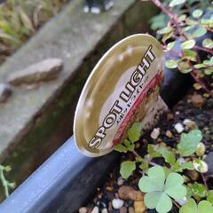 斑入りワイヤープランツ＆リシマキアの画像