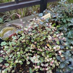 斑入りワイヤープランツ＆リシマキアの画像