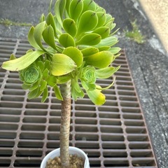 アエオニウム　サンシモン