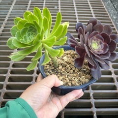 アエオニウム寄植え