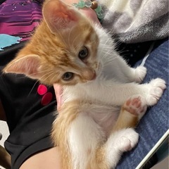 子猫２ヶ月