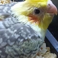 オカメインコルチノーパールパイド5/13