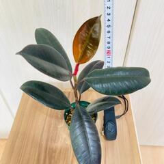 【観葉植物】フィカス・バーガンディ [クロゴム]（2.5号スリッ...