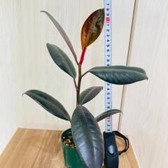 【観葉植物】フィカス・バーガンディ [クロゴム]（2.5号スリット鉢つき）の画像