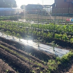 新鮮野菜　お安く販売します
