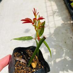 【常緑性のつるバラ】モッコウバラ「黄色の花」（2.5号ポリポット付き）