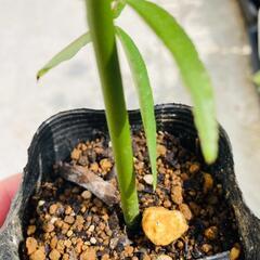 【常緑性のつるバラ】モッコウバラ「黄色の花」（2.5号ポリポット付き）の画像