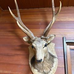鹿の剥製