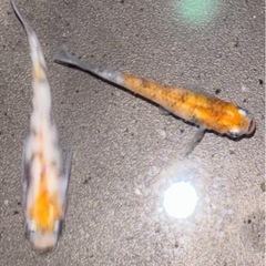 メダカ　雲州三色　10匹