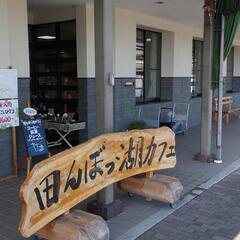 米原市 坂田駅田んぼ湖　山野草 展示 即売会　　ネオゲです