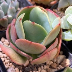 ピーチプリデ　カット苗　多肉植物の画像