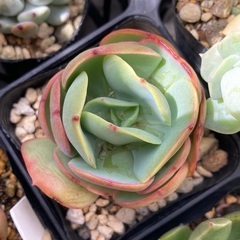 ピーチプリデ　カット苗　多肉植物の画像