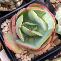 ピーチプリデ　カット苗　多肉植物
