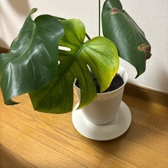 モンステラ①