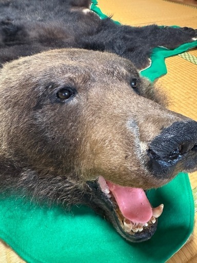 ヒグマ 熊 敷物 毛皮 剥製 ラグ ヒグマ 敷物 毛皮 剥製 ラグ