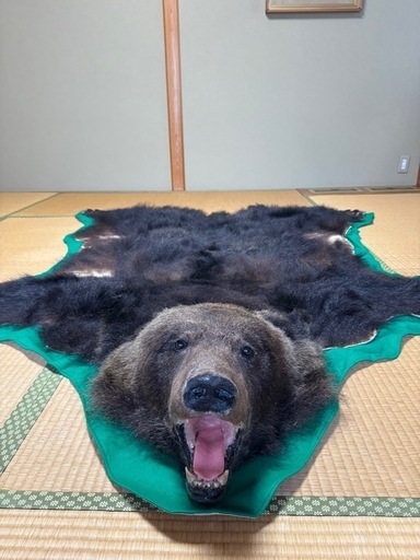 希少】ヒグマ 熊 敷物 毛皮 剥製 ラグ (Yui ) 中央図書館前の