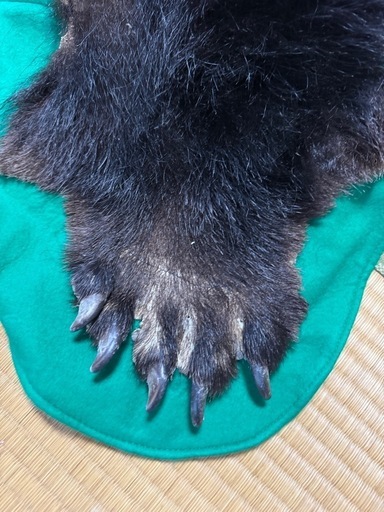 ヒグマ 熊 敷物 毛皮 剥製 ラグ ヒグマ 剥製 敷物 毛皮 ラグ｜Yahoo!フリマ（旧PayPayフリマ）