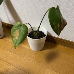 モンステラ④