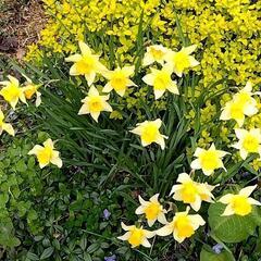 🌼全国グル通メンバー募集中40歳から