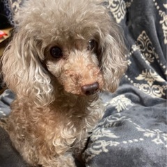 新しい飼い主様募集しています。
