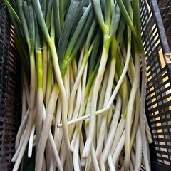 いつもの規格外白ネギ3キロ