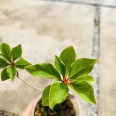 【低木】ドウダンツツジ "口紅錦"（4.5号鉢つき）の画像