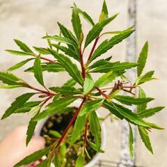 【低木】ドウダンツツジ "柳葉紅"（4.5号鉢つき）の画像