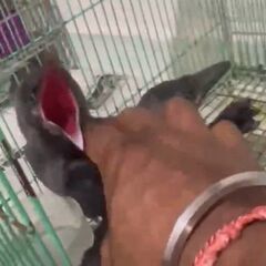手乗りカラス　ベタ慣れにしましょう　モノマネも上手いですよ
