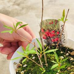 【低木】ドウダンツツジ "柳葉紅"（4.5号鉢つき）の画像