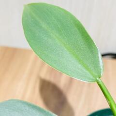 【観葉植物】フィロデンドロン「シルバーメタル」（2.5号スリット鉢付きの画像