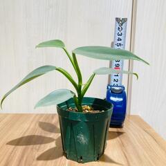 【観葉植物】フィロデンドロン「シルバーメタル」（2.5号スリット鉢付きの画像