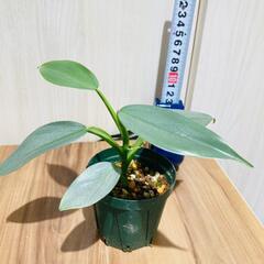 【観葉植物】フィロデンドロン「シルバーメタル」（2.5号スリット鉢付きの画像