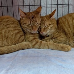 ♥️R6 4月生まれ(推定)の茶トラの兄妹🐱🐱