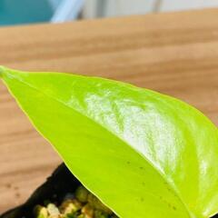 【観葉植物】ポトス・ライム（2.5号ポット付き）の画像