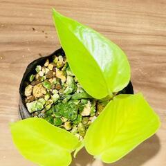 【観葉植物】ポトス・ライム（2.5号ポット付き）の画像
