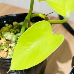 【観葉植物】ポトス・ライム（2.5号ポット付き）の画像