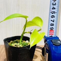 【観葉植物】ポトス・ライム（2.5号ポット付き）の画像