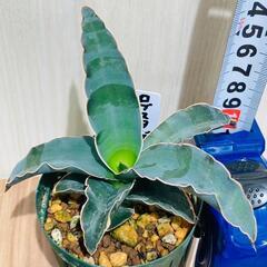 【観葉植物】サンスベリア　ロブスタ・ブルー（2.5号スリット鉢つき）