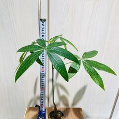 【観葉植物】実生のパキラ（2.5号スリット鉢付き）